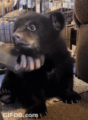 Person Holding Small Black Bear GIF