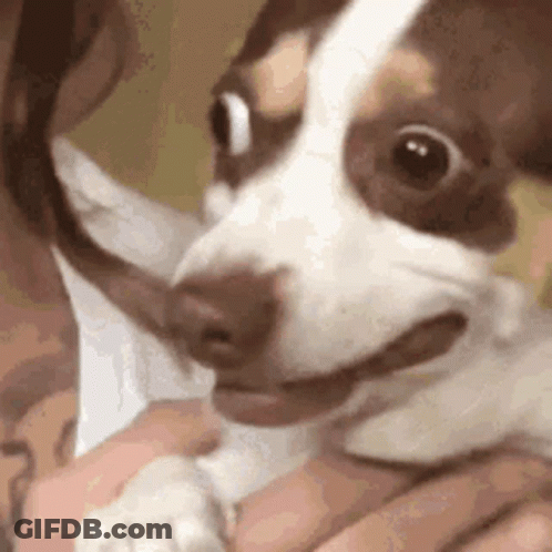 Person Holding Small Brown And White Dog With Mouth Open GIF