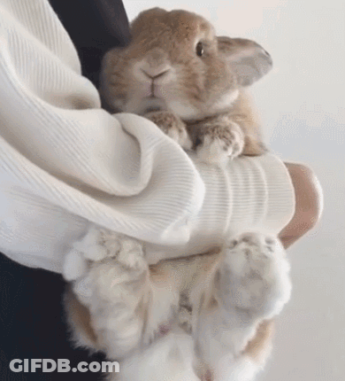 Person Holding Small Brown And White Rabbit GIF
