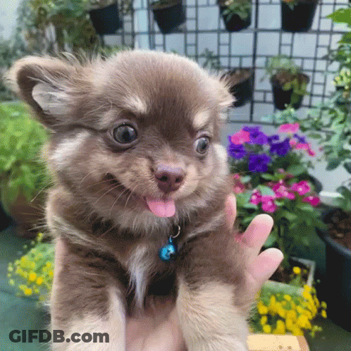 Person Holding Small Brown Puppy With Tongue Out GIF