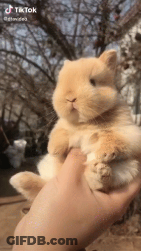 Person Holding Small Brown Rabbit GIF