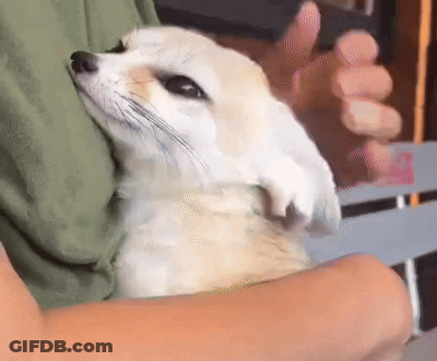 Person Holding Small Dog GIF