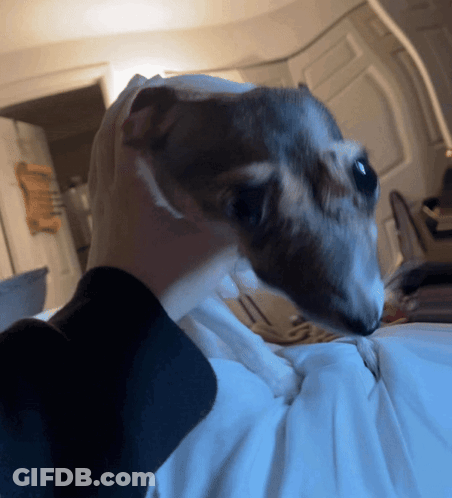 Person Holding Small Dog Looking At Camera GIF