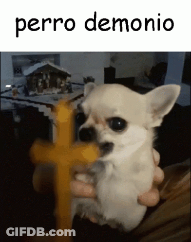 Person Holding Small Dog Perro Demonio GIF