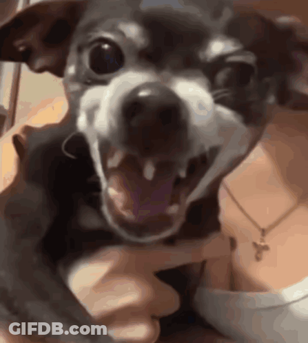 Person Holding Small Dog With Open Mouth GIF