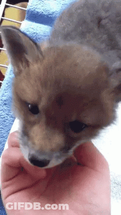 Person Holding Small Fox GIF