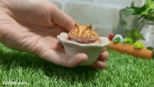 Person Holding Small Frog In Bowl On Green Field GIF