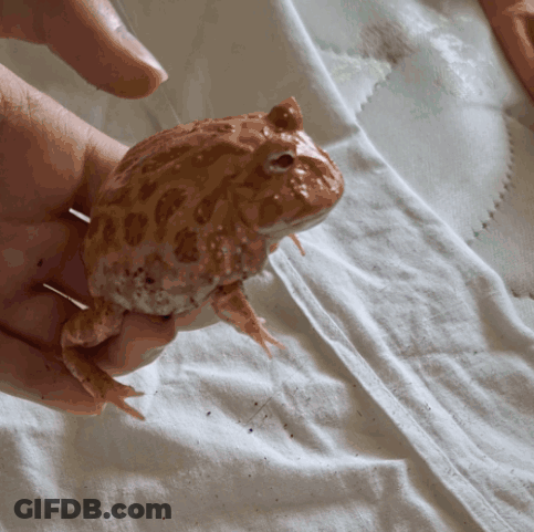 Person Holding Small Frog On White Towel GIF