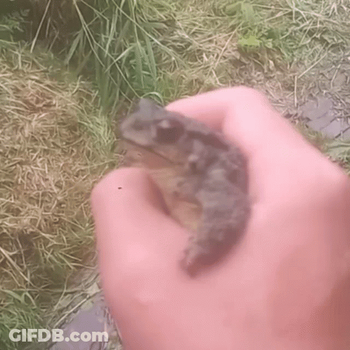 Person Holding Small Frog GIF