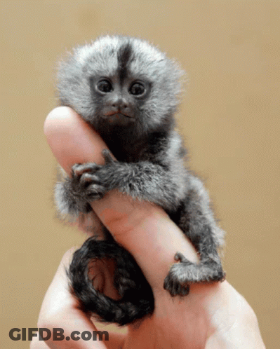 Person Holding Small Grey Monkey GIF