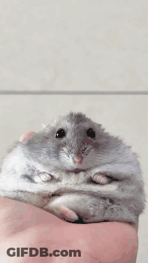 Person Holding Small Hamster GIF