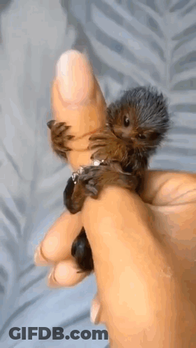 Person Holding Small Hedgehog GIF