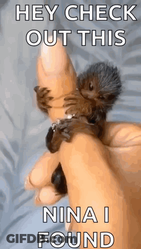 Person Holding Small Hedgehog Saying Hey Check Out This Nina I Found GIF