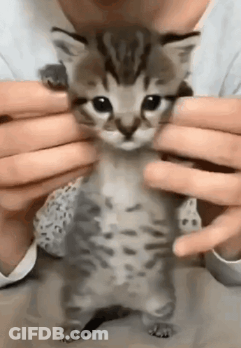 Person Holding Small Kitten GIF
