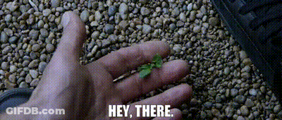 Person Holding Small Plant Hey There GIF