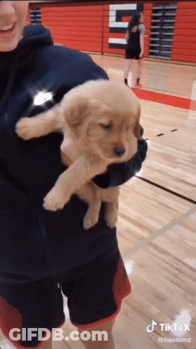 Person Holding Small Puppy While Woman Watches GIF
