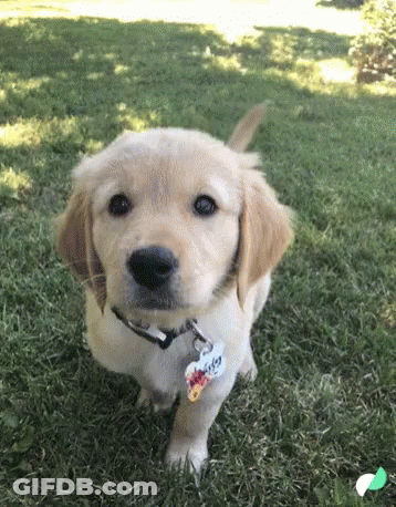 Person Holding Small Puppy While Woman Watches GIF
