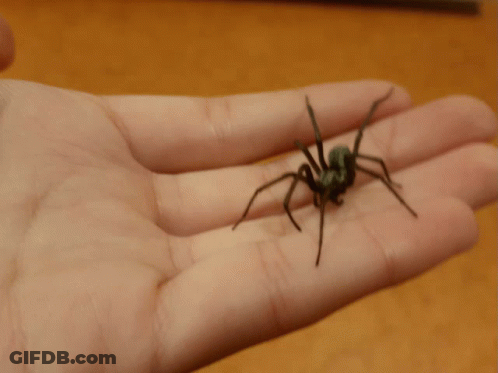 Person Holding Small Spider GIF