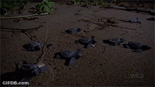 Person Holding Small Turtle Beside Pond GIF