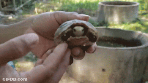 Person Holding Small Turtle In Front Of Pond GIF