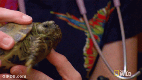 Person Holding Small Turtle With National Geographic Wild Logo GIF