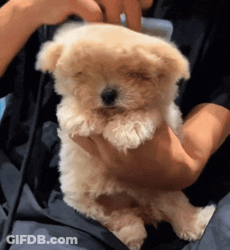 Person Holding Small White Dog GIF