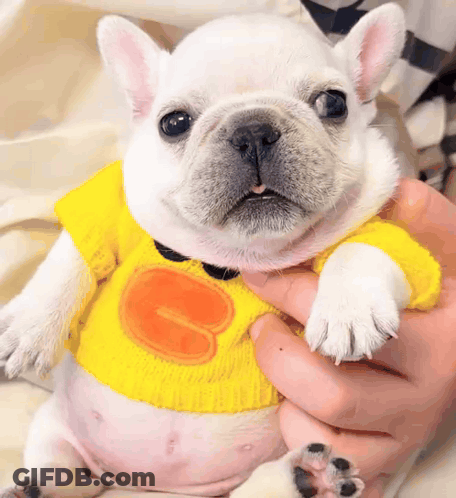 Person Holding Small White Dog In Yellow Sweater With Duck GIF