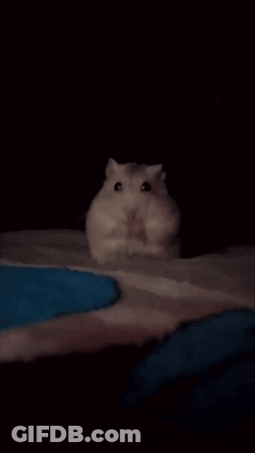 Person Holding Small White Hamster GIF