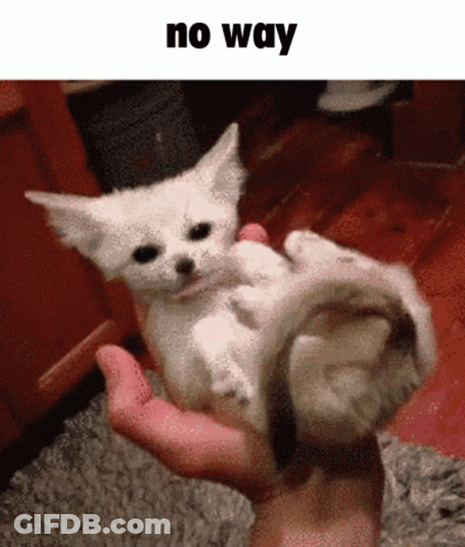 Person Holding Small White Kitten No Way GIF
