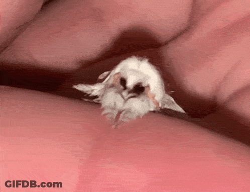 Person Holding Small White Moth GIF