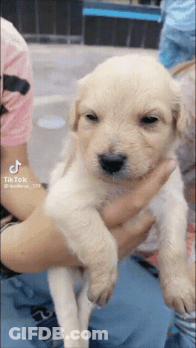 Person Holding Small White Puppy GIF