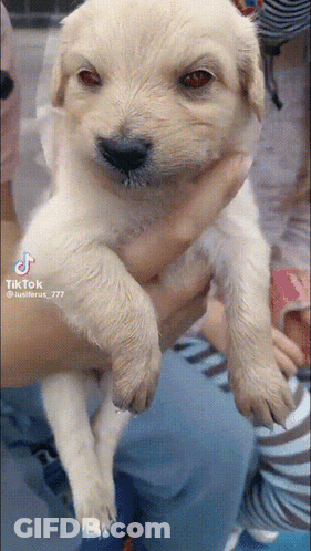Person Holding Small White Puppy With TikTok GIF