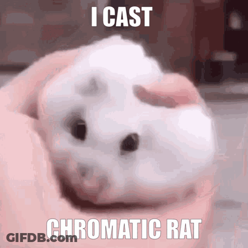 Person Holding Small White Rat Saying I Cast Chromatic Rat GIF