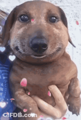 Person Holding Smiling Bee Dachshund GIF