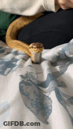 Person Holding Snake On Bed GIF