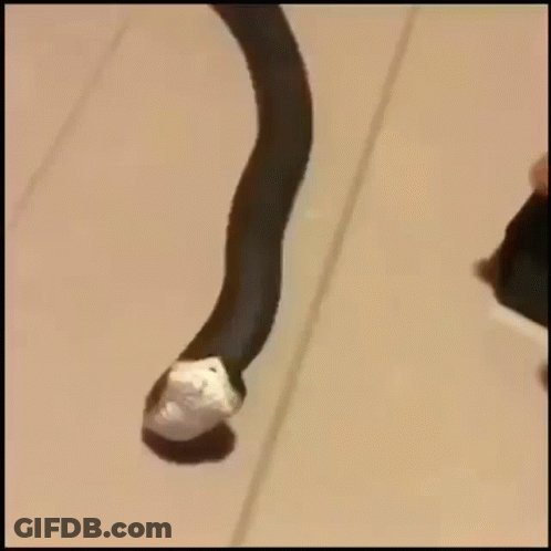 Person Holding Snake With Bandage On Tail GIF