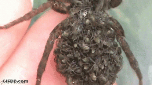 Person Holding Spider With Lots Of Spiders GIF