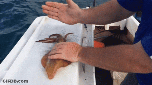Person Holding Squid On A Boat GIF