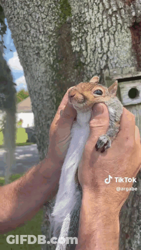 Person Holding Squirrel Looking At Camera GIF