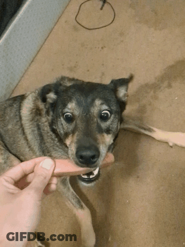 Person Holding Stick And Dog Looking At Camera GIF