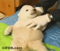 Person Holding Stuffed Animal On Bed With Watch GIF