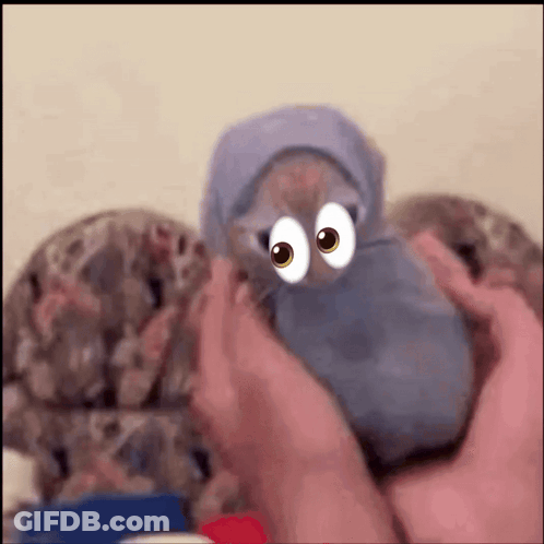 Person Holding Stuffed Animal With Big Eyes GIF