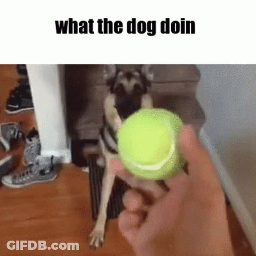 Person Holding Tennis Ball In Front Of Dog Saying What The Dog Doin GIF