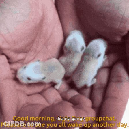 Person Holding Three Baby Mice Saying Good Morning Draine Gange Groupchat GIF