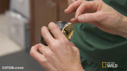 Person Holding Turtle At Nat Geo Wild Sign GIF
