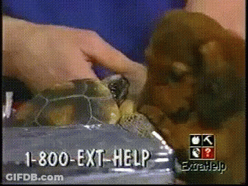 Person Holding Turtle With 1-800-Ext-Help GIF