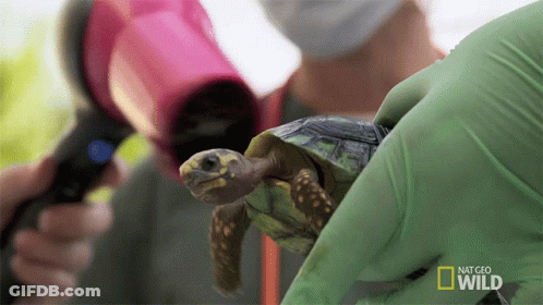 Person Holding Turtle With National Geographic Logo GIF