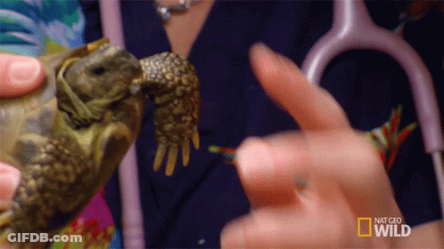 Person Holding Turtle With National Geographic Wild Logo GIF