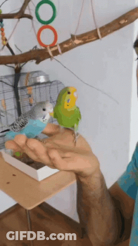 Person Holding Two Birds GIF