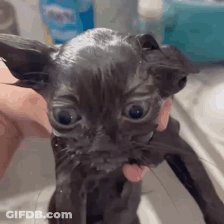 Person Holding Wet Dog GIF